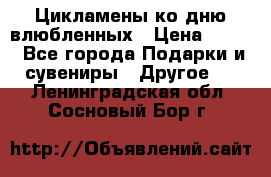 Цикламены ко дню влюбленных › Цена ­ 180 - Все города Подарки и сувениры » Другое   . Ленинградская обл.,Сосновый Бор г.